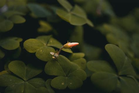 Plants with Dark Green Leaves · Free Stock Photo