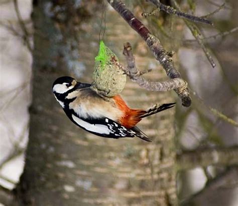 Picidae | bird family | Britannica.com