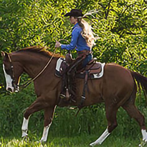 Chris Cox Horsemanship