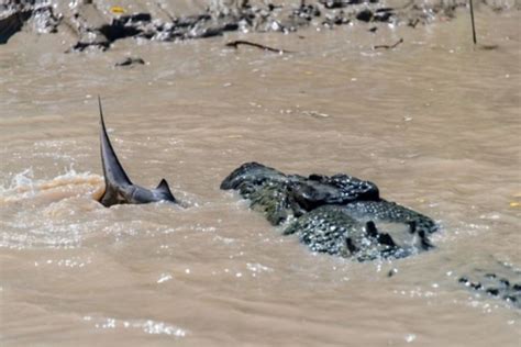 A Crocodile vs a Shark | Animals