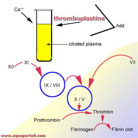 Thromboplastine : définition et explications