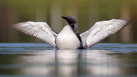 Arctic Loon | Audubon Field Guide