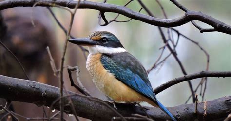 Keen on Kingfishers