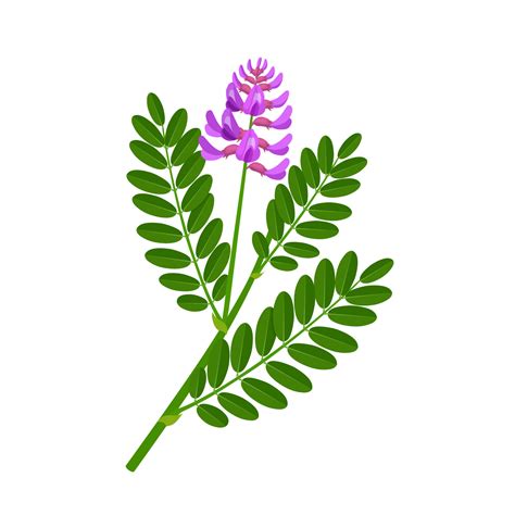 Vector illustration, astragalus plant, scientific name astragalus membranaceus, herbal plant ...