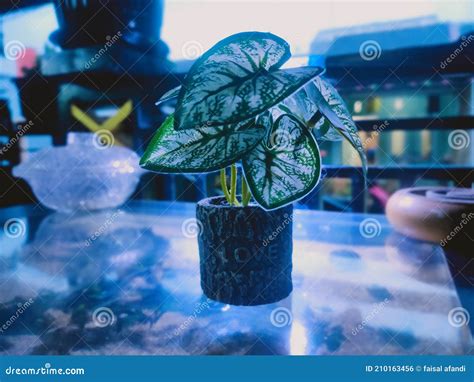 Miniature Snow white plant stock photo. Image of agronema - 210163456