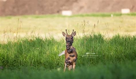 Deer Fibroma: Minnesota Woman Snaps Photos of Diseased Deer Covered With Warts | OutdoorHub