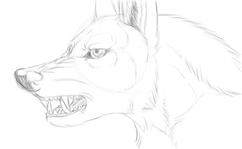 Wolf growl sketch by xWolfPackLeaderx on DeviantArt