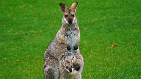 Wallaby kangaroo with baby joey in pouch in a field in Australia ...