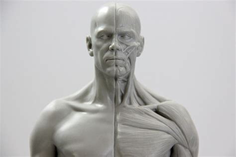 3d Anatomy, Human Anatomy, Human Poses Reference, Anatomy Reference, Anatomy Sculpture, Face ...