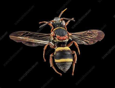 Cuckoo bee - Stock Image - C026/1544 - Science Photo Library