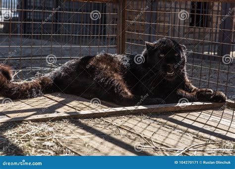 Portrait of the black puma stock image. Image of design - 104270171