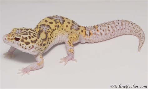 Small Scale Leopard Gecko Breeding 101 - OnlineGeckos.com Gecko Breeder