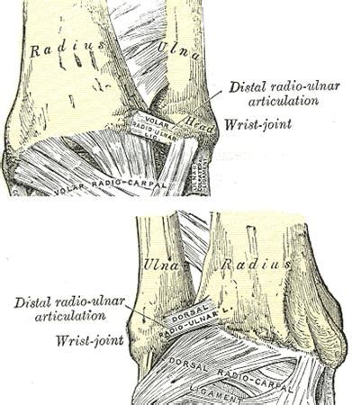 Distal Radial Ulnar Joint (DRUJ) Injuries - Trauma - Orthobullets