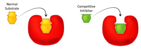 4.11: Enzyme Inhibition - Biology LibreTexts