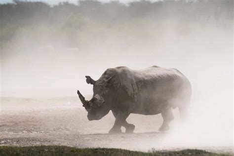 Khama Rhino Sanctuary Camp and Self-Drive Safari Guide