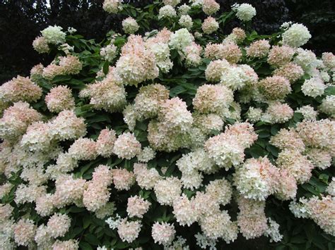 Hydrangeas That Will Make Your Front Door Pop - pumpkiin-shatteredheart