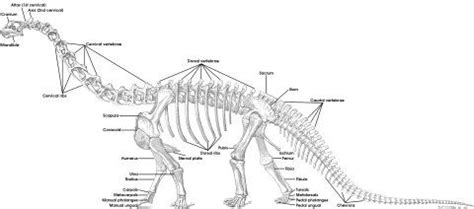 Tutorial 15: the bones of the sauropod skeleton | Dinossauros, Anatomia