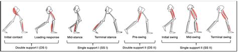 IJERPH | Free Full-Text | Muscle Activity and Co-Activation of Gait ...