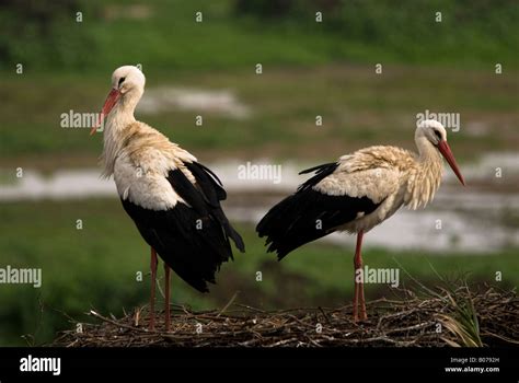 Cigüeñas en el nido Stock Photo - Alamy