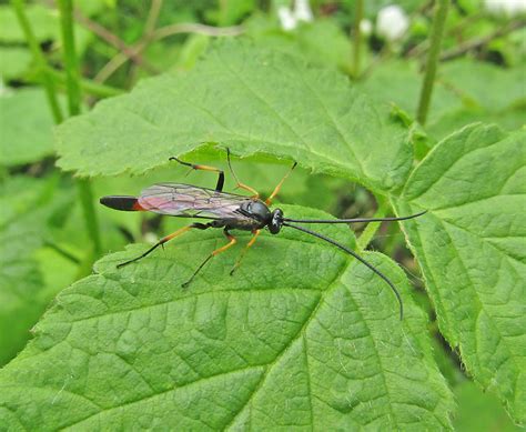 Ichneumon | Gedling Conservation Trust, Nottingham