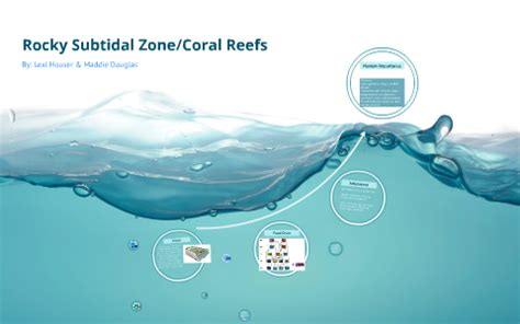 Rocky Subtidal Zone/Coral Reefs by Lexi Houser