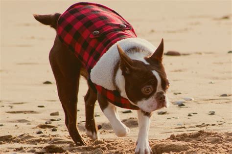 A Definitive Guide To Boston Terrier Colors