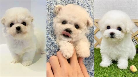 Mini Bichon Frise | 12 Things About Cutest Version of Bichon Frise