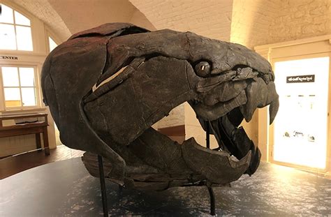 Top 31+ imagen dunkleosteus fossil - Abzlocal.mx