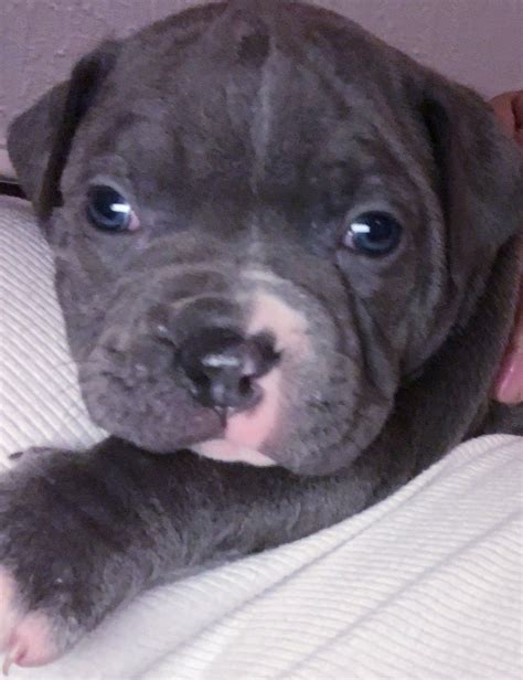 Puppy Pitbull French Bulldog, Pitbulls, Puppies, Olds, Animals, Cubs ...