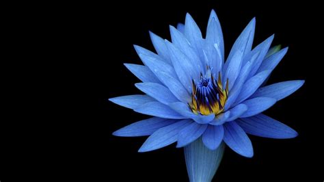 water lily #lotus blue lily #1080P #wallpaper #hdwallpaper #desktop | Blue lotus flower, Flower ...