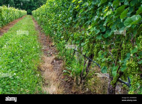 A vineyard grows Riesling grapes in New York's Finger Lakes Region ...