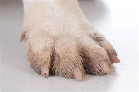 Claw and Nail Disorders in Dogs - Symptoms, Causes, Diagnosis, Treatment, Recovery, Management, Cost