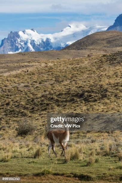 88 Male Guanacos Stock Photos, High-Res Pictures, and Images - Getty Images