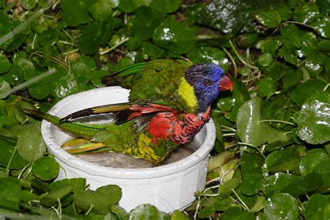 Fichier:Bird bath with Lorikeet.JPG — Wikipédia