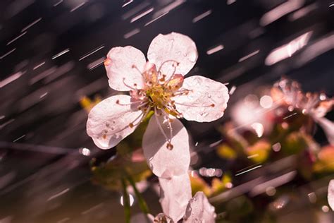 Cherry Rain | See more pictures: ⮚ Website ⮘ ⮚ 500px⮘ | Theo Crazzolara ...