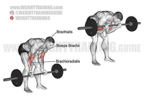 Standing barbell concentration curl exercise instructions and video