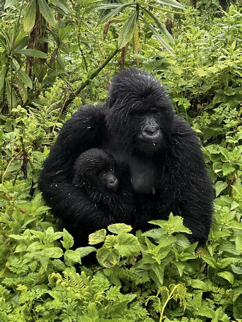 How To See Mountain Gorillas in Rwanda - Visit Rwanda - JustRioba