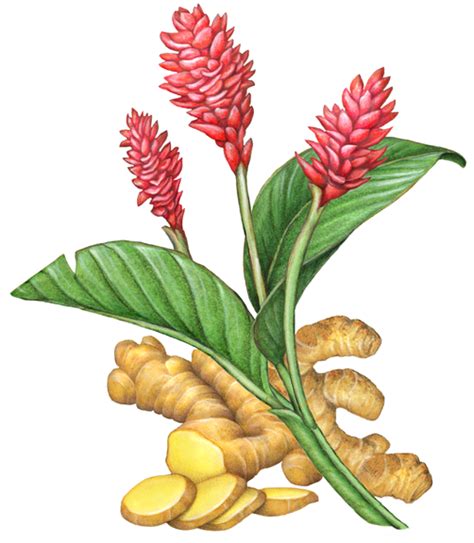 Botanical Illustration of Ginger Plant with Flowers and Root