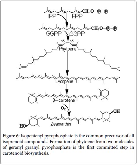 Xanthophyll Wavelength Absorption Graph