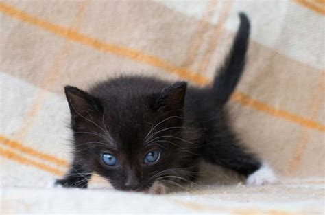 Ojos Azules Cat Breed Health, Grooming, Colors and Traits - PetGuide | PetGuide