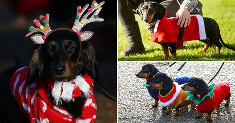 Hundreds of sausage dogs dressed in Christmas costumes gather in Hyde Park - Flipboard