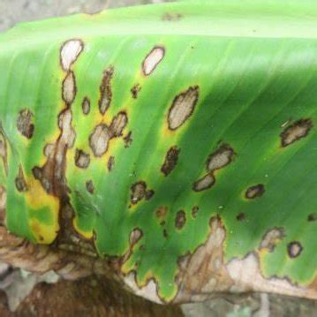 Panama disease of banana, (A) infected banana plant,(B) infected ...