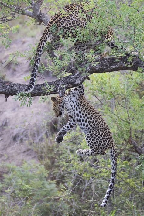 Leopards of Sabi Sands | Leopards, Sabi, Sand