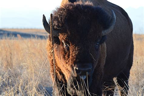 The Bison Is America's New National Mammal | JSTOR Daily