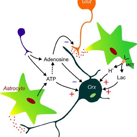 Regulation of orexin (Orx) neurons by astrocytes. Activated astrocytes ...