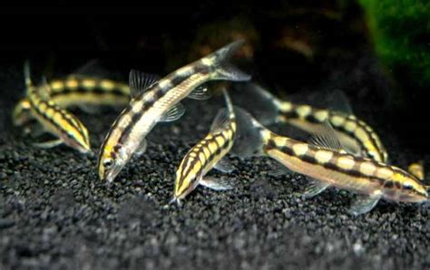 Dwarf Chain Loach - Profile | Care | Tank Mates | Breeding - SeaFish