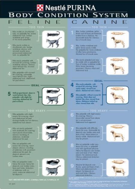 Body Condition Scoring Charts for the Dog and Cat :: Foothill Pet Hospital - Santa Barbara ...