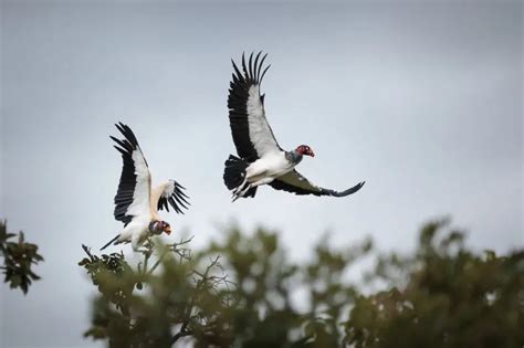 King Vulture - Facts, Diet, Habitat & Pictures on Animalia.bio