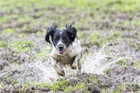 Alabama Rot MAP: Flesh-eating bug spreads - where is it in the UK? | UK | News | Express.co.uk