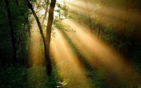 Sun Rays Through Forest Trees Wallpapers - Wallpaper Cave
